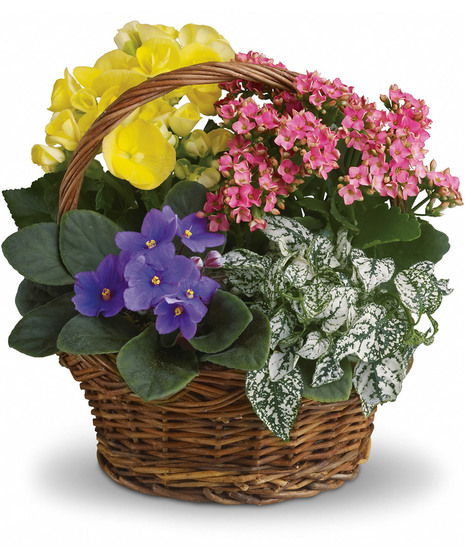 Spring Has Sprung Mixed Basket