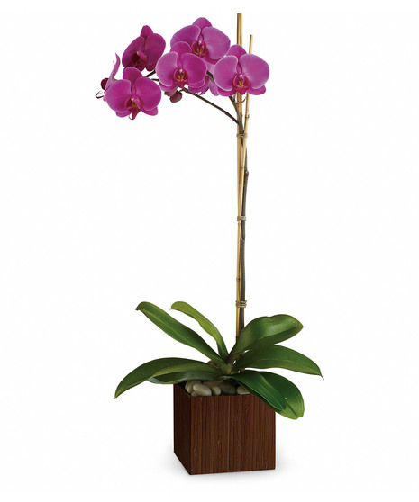 Sublime Orchid