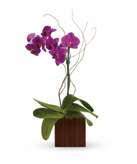 Bamboo Elegance Purple Orchid