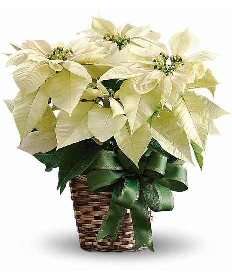 White Poinsettia with Green Bow