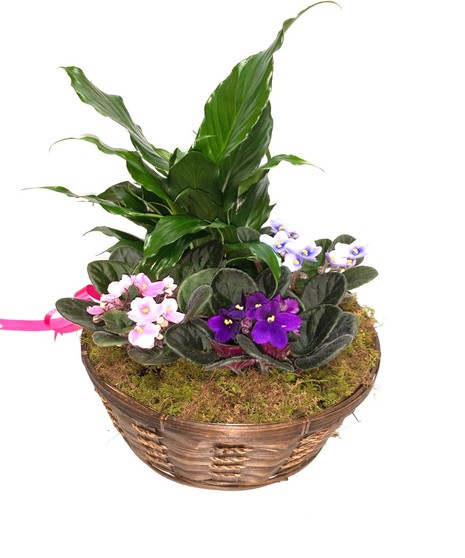 Sweet Violet Bloomer