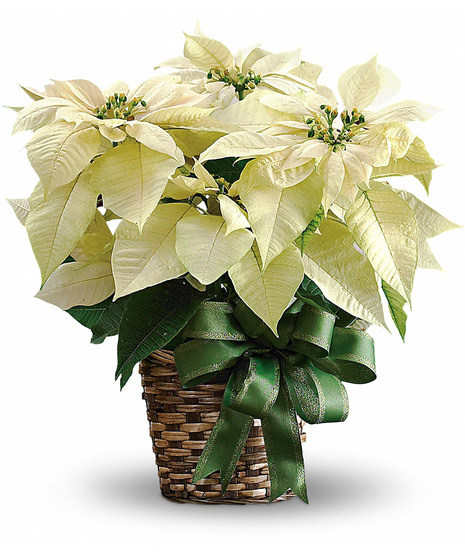A white poinsettia plant in a brown wicker basket with green bow is a great gift