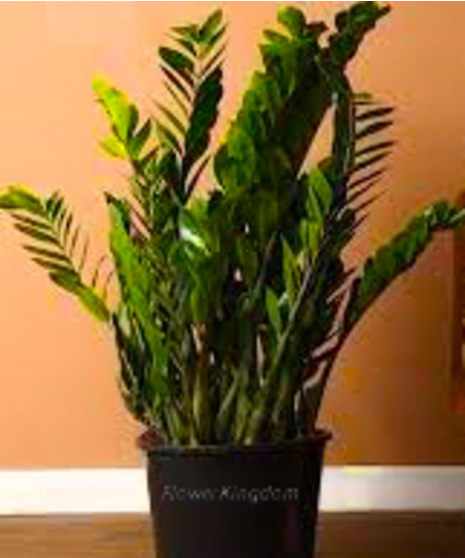 ZZ Plant GIft