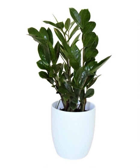 ZZ Plant