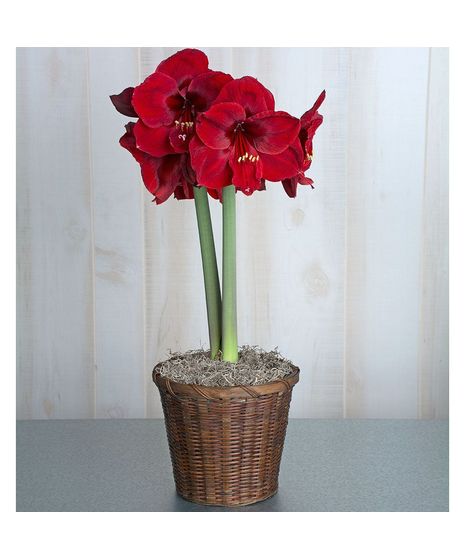 red flowering amaryllis plant in wicker basket with moss on the soil