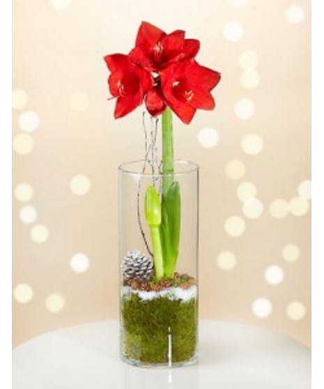 Elegant Amaryllis