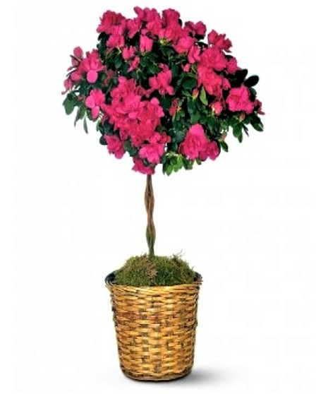 Azalea Topiary