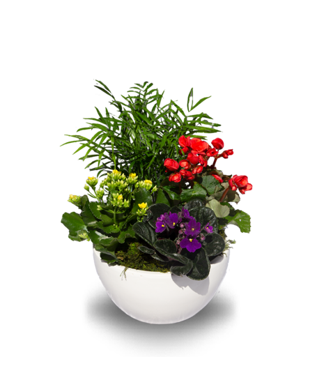 ceramic dish with assorted blooming plant like violets, begonia, kalanchoeand and pothos, diffenbachia  designer's choice