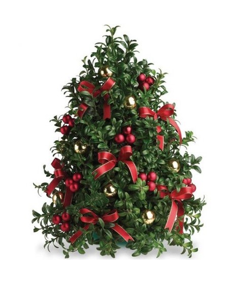 Mini Me Boxwood Tree
