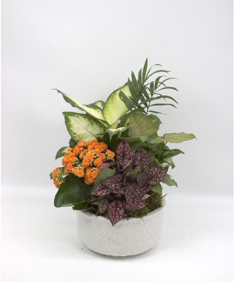 ceramic dish with assorted blooming plant like violets, begonia, kalanchoeand and pothos, diffenbachia  designer's choice