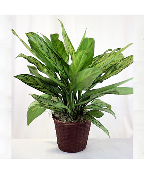Chinese Evergreen Plant