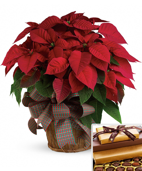 a red poinsettia plant in wicker basket with christmas plaid bow on front