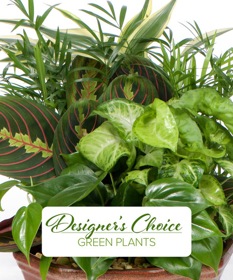 Designer's Choice  - Dish Garden & Planters