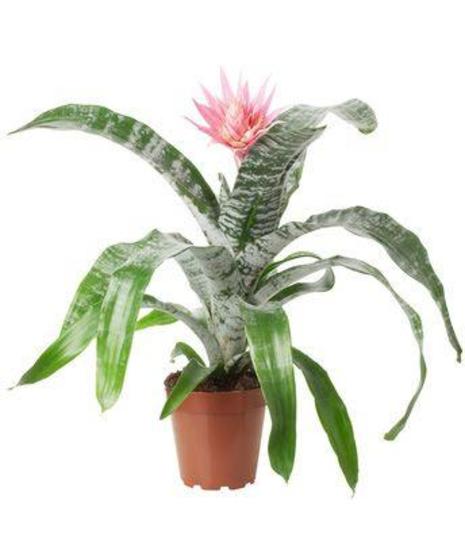 Fasciata Bromeliad