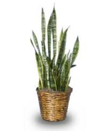 SNAKE PLANT (SANSEVIERIA)