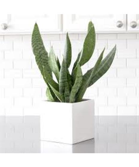 Green sword blade looking plant in either brown wicker basket or white ceramic cube with moss on top of soil 