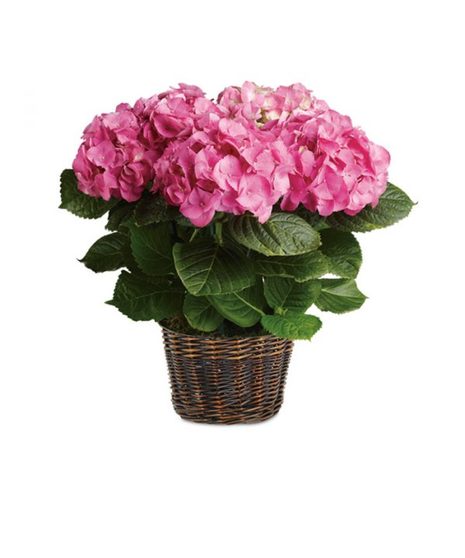 Happy Hydrangea - Pink