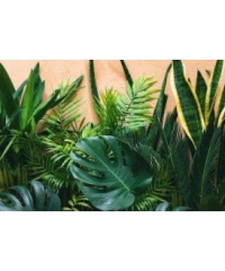 Monthly Plant Subscription