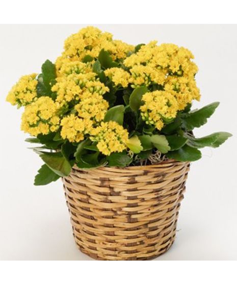 Blooming Kalanchoe