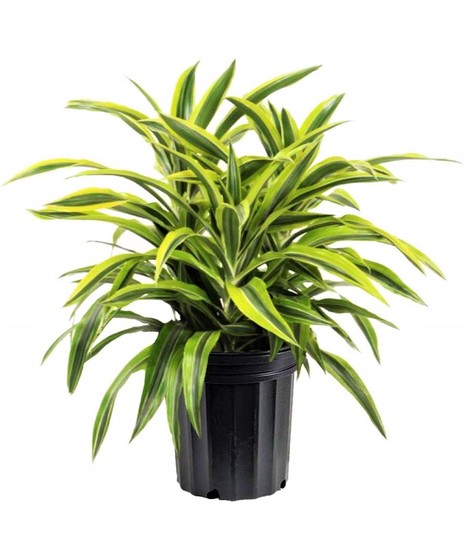 Lemon Lime Plant