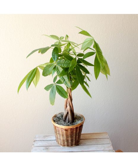Zen Money Plant