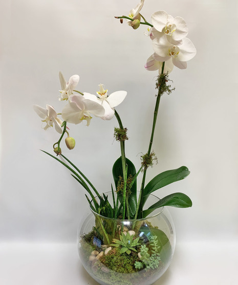 Orchid & Succulent Terrarium Garden