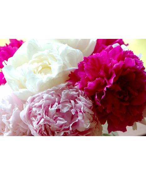 clear glass vase with compact arrangement of 7 peonies either pink or mix colors with seeded eucalyptus & pittosporum 