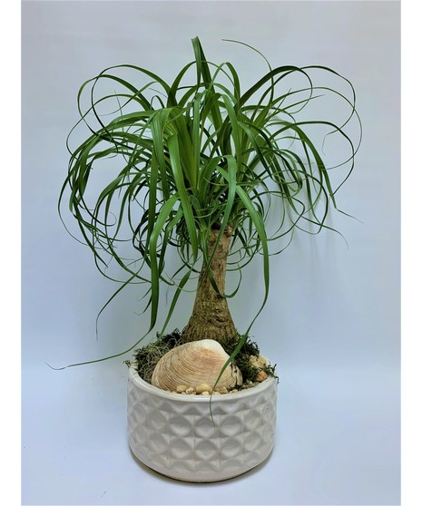 Planters & Dish Gardens