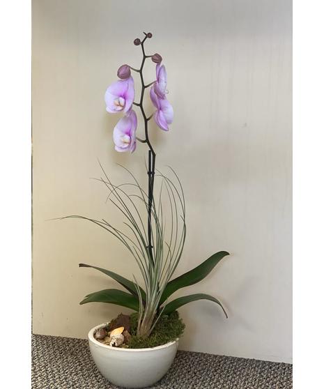 Purple Orchid & Air Plants