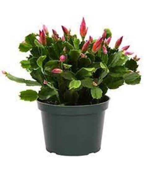 a red flowering christmas cactus plant shown in grower's pot in green , delivered in wicker basket with christmas accents